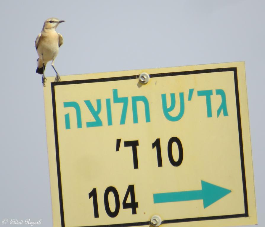 סלעית ערבות--28/08/2015-צאלים-אלדד רזניק