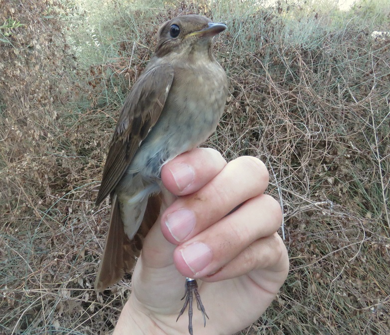 זמיר מנומר--04/09/2015-מערב השומרון-נתנאל קוה