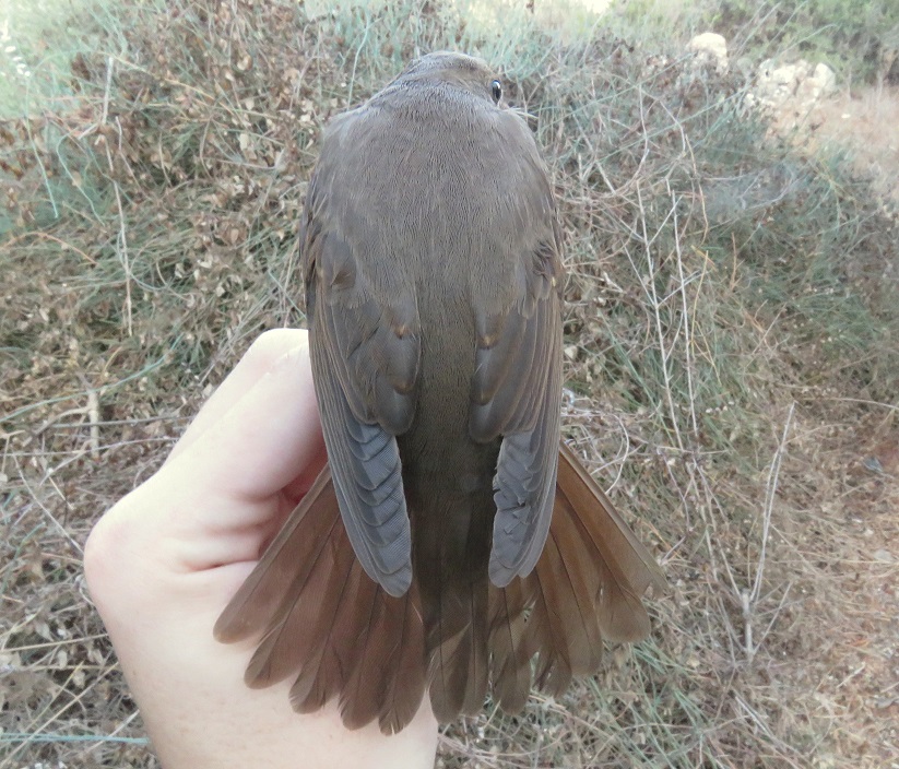 זמיר מנומר--04/09/2015-מערב השומרון-נתנאל קוה