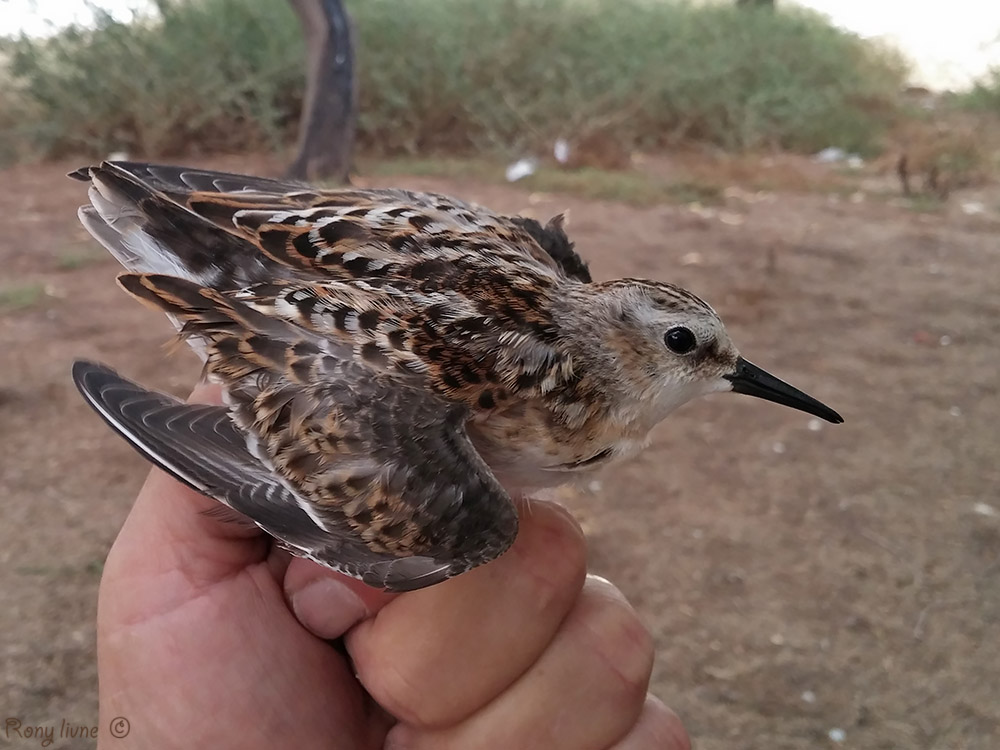 חופית קטנה--08/09/2015-ירוחם-רוני לבנה