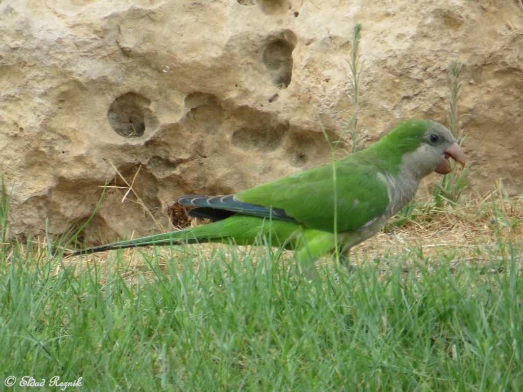 תוכי נזירי--14/09/2015-חצור-אלדד רזניק