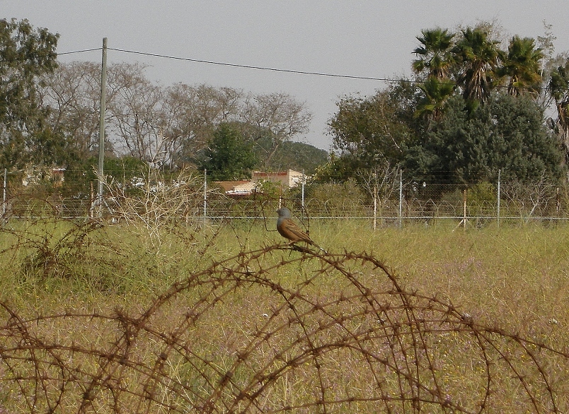 גיבתון אדום-מקור--07/03/2012-ניר יצחק-גיל תמיר