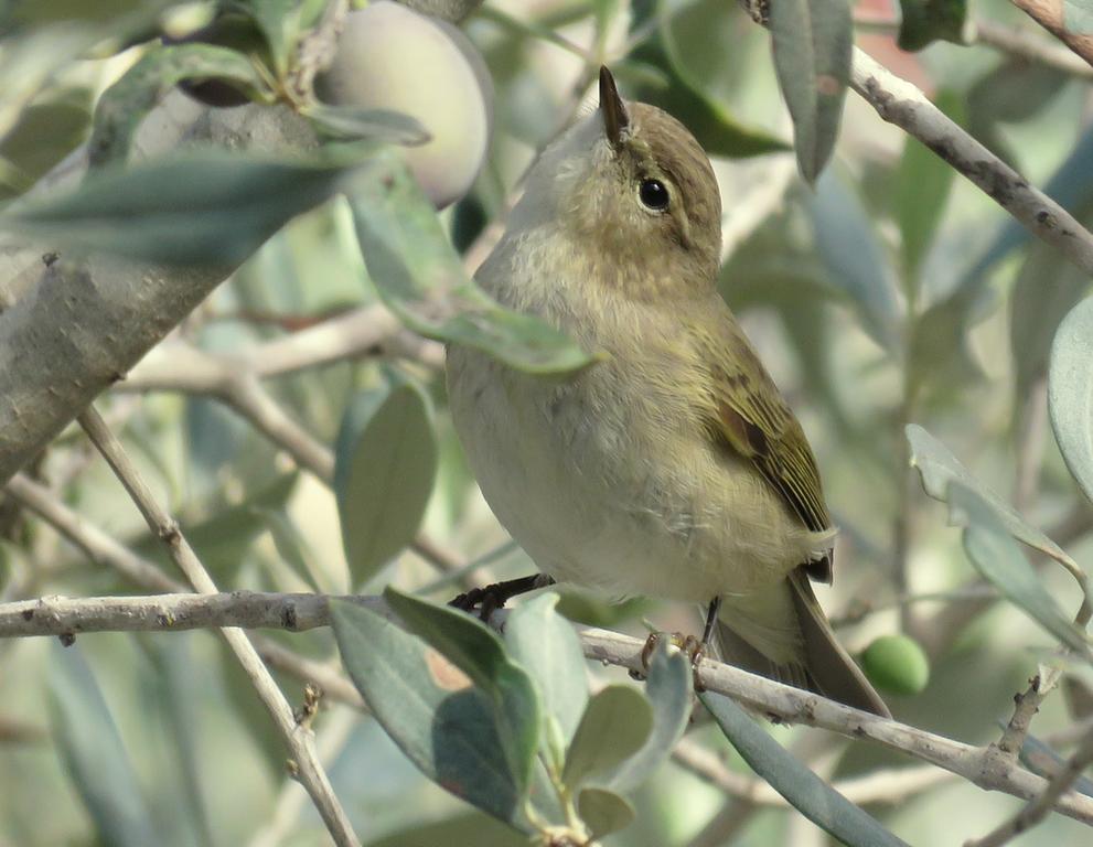 עלווית חורף--30/10/2015-מערב השומרון-נתנאל קוה