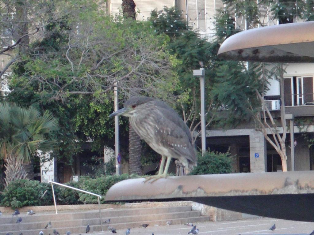 אנפת לילה--06/01/2016-מרכז תל אביב-אתי אברהמי