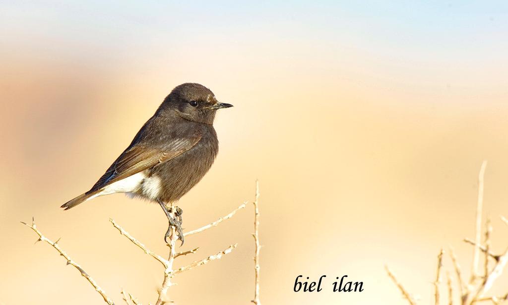 סלעית הבזלות--16/01/2016-ערבה מרכזית-BIEL  ILAN