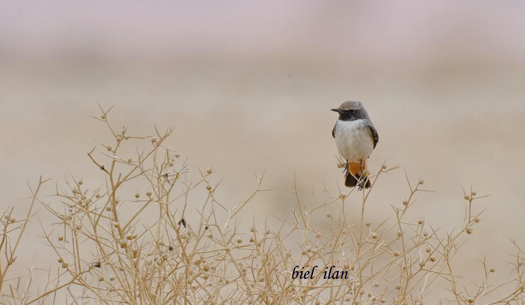 סלעית חלודת-שת--24/01/2016-יהל-BIEL  ILAN