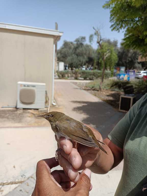 חרגולן נחלים--06/05/2021-שדה בוקר-דודו ראב"ד