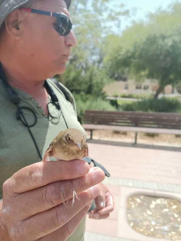 חרגולן נחלים--06/05/2021-שדה בוקר-דודו ראב"ד