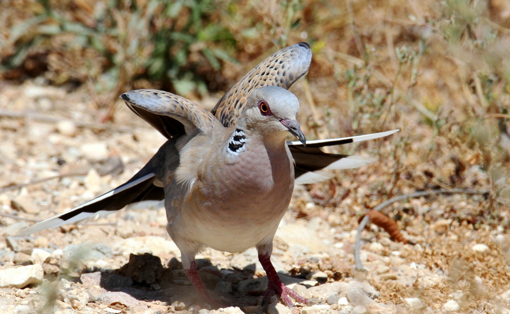 תור מצוי--06/06/2021-עמק זבולון-יהודה סיליקי