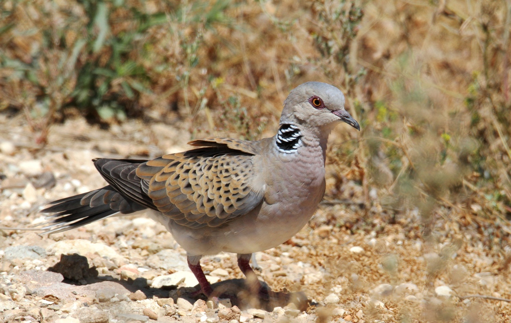 תור מצוי--06/06/2021-עמק זבולון-יהודה סיליקי