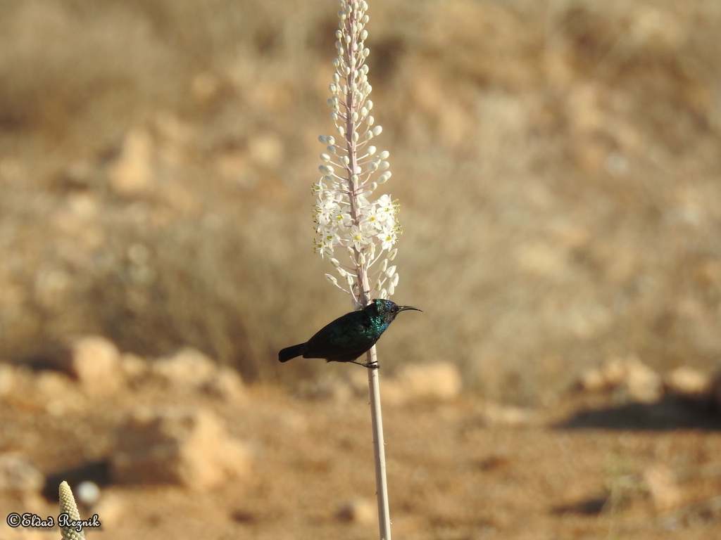 צופית בוהקת--28/09/2021-צאלים-אלדד רזניק