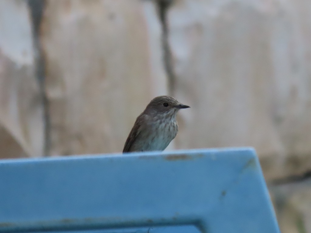 חטפית אפורה--05/08/2022-גוש עציון ובית לחם-הלל נחמן