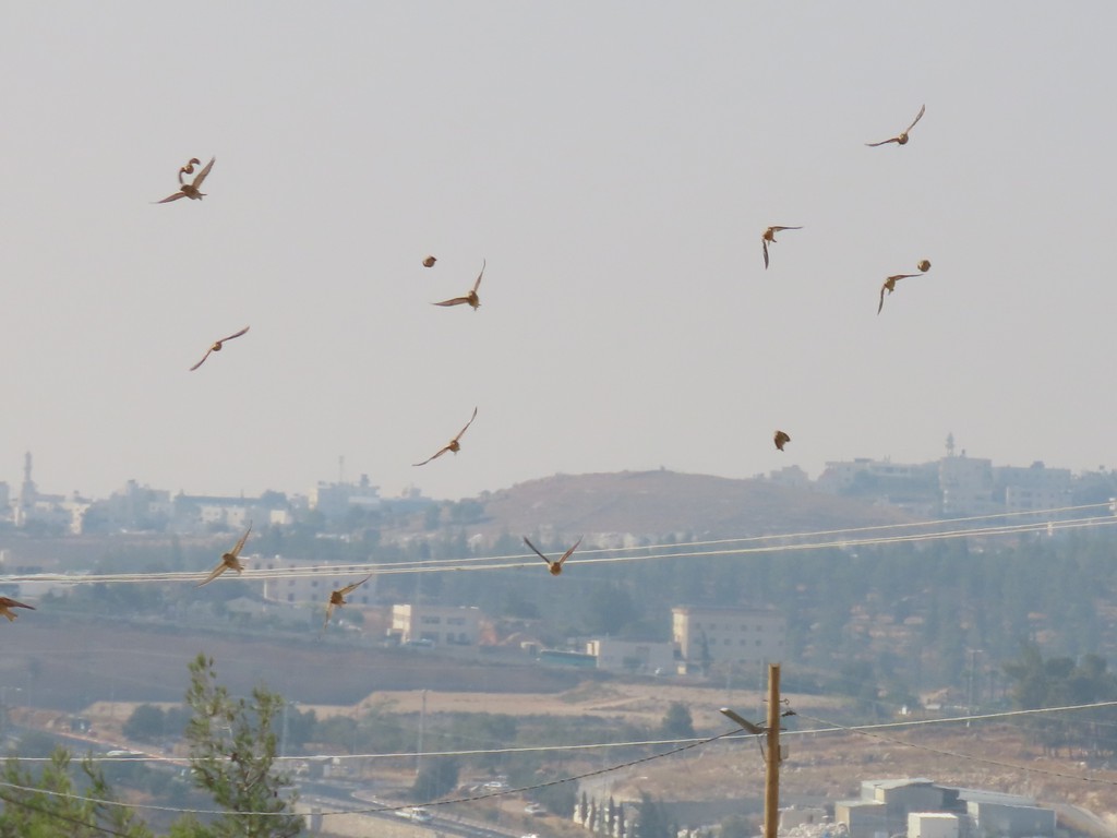 תפוחית מצויה--11/08/2022-גוש עציון ובית לחם-הלל נחמן