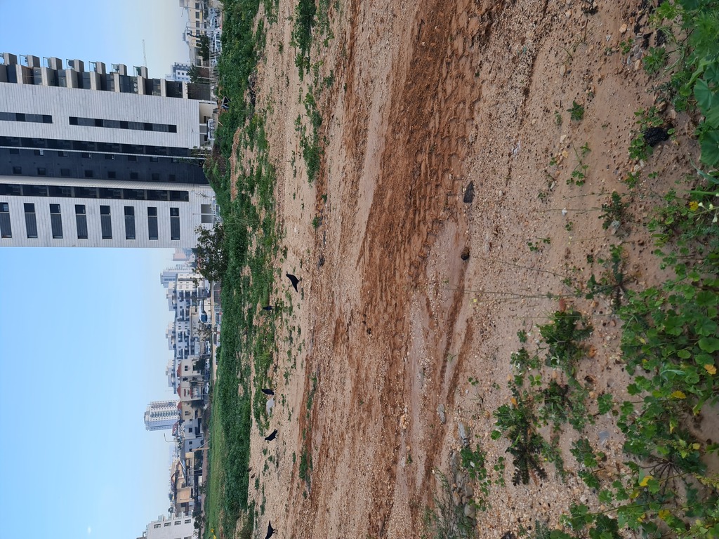 עורב מזרע--29/01/2023-נתניה-לב-ארי אולנר