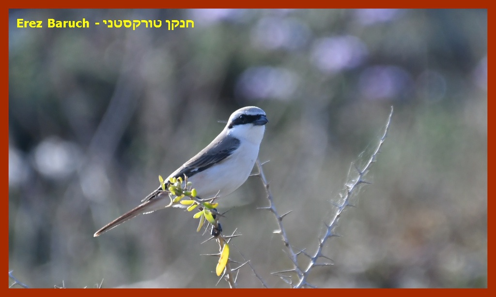 חנקן אדום זנב--17/04/2025-נתניה-סילבי ברוך