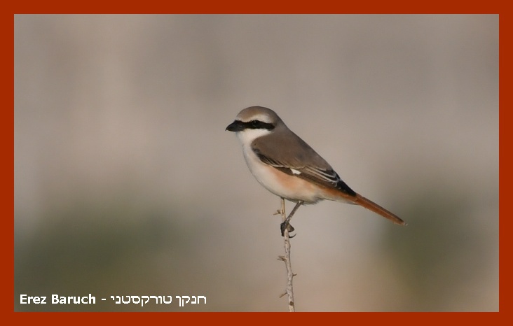 חנקן אדום זנב--17/04/2025-נתניה-סילבי ברוך