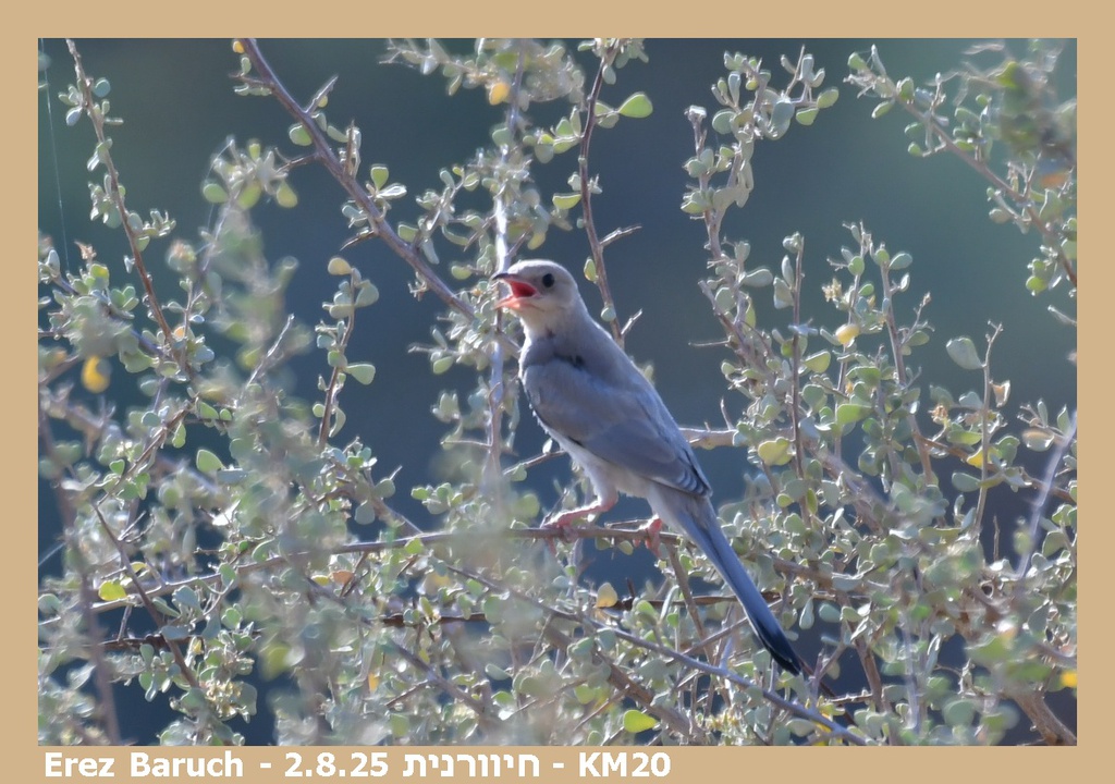 חיוורנית--02/08/2025-צפון אילת-סילבי ברוך