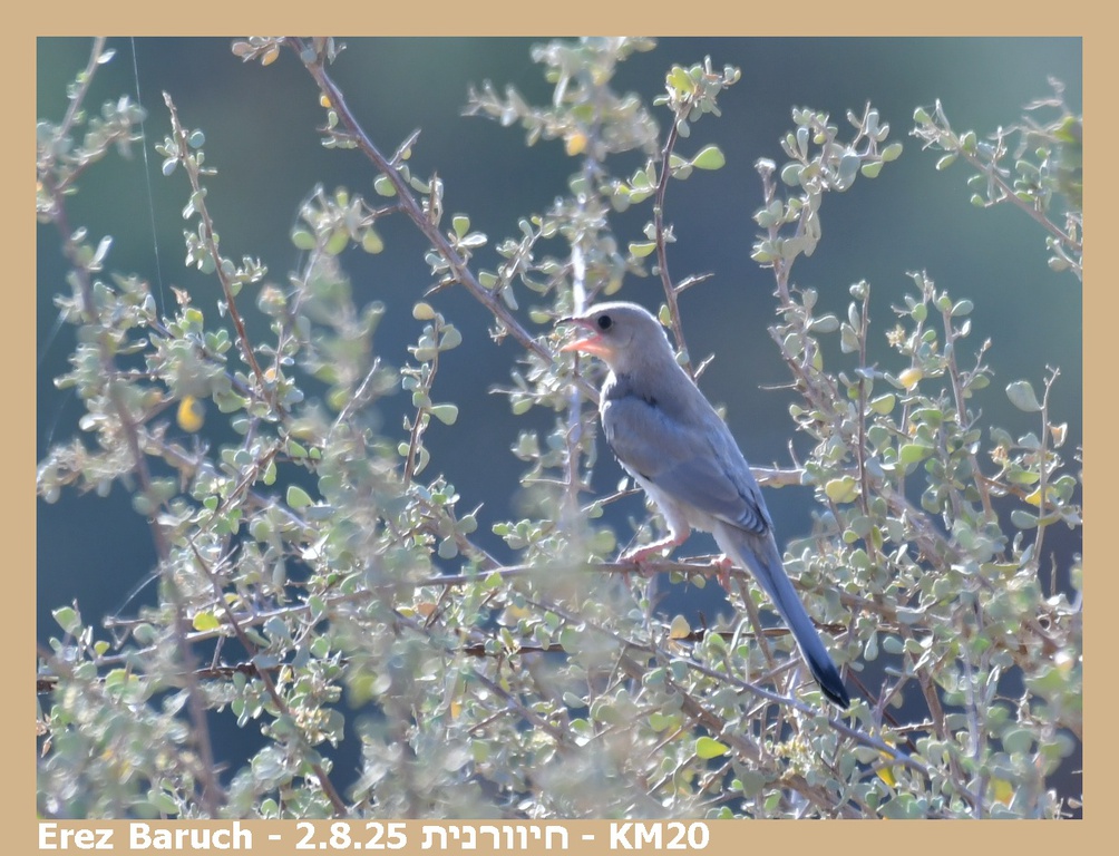 חיוורנית--02/08/2025-צפון אילת-סילבי ברוך