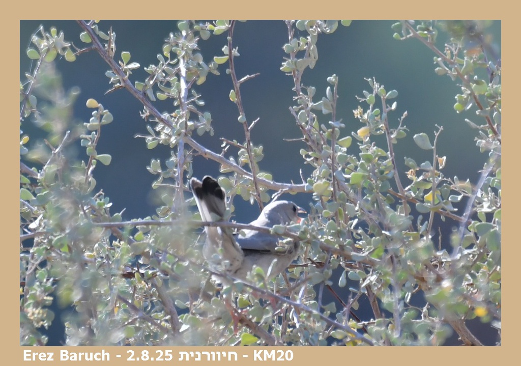 חיוורנית--02/08/2025-צפון אילת-סילבי ברוך