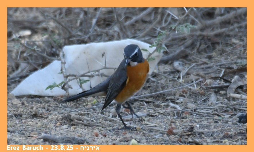 אירניה--23/08/2025-אשלים-סילבי ברוך