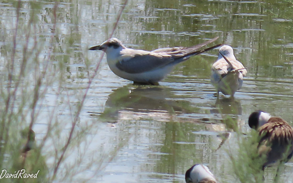 שחפית עבת-מקור--11/09/2025-כפר רופין-דודו ראב"ד