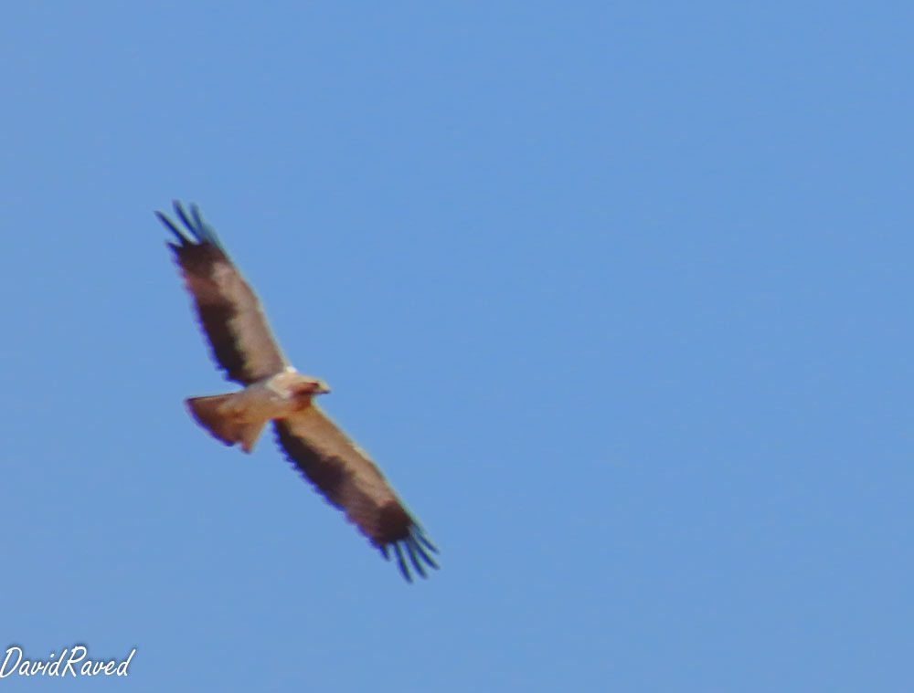 עיט גמדי--13/09/2025-ראש העין-דודו ראב"ד