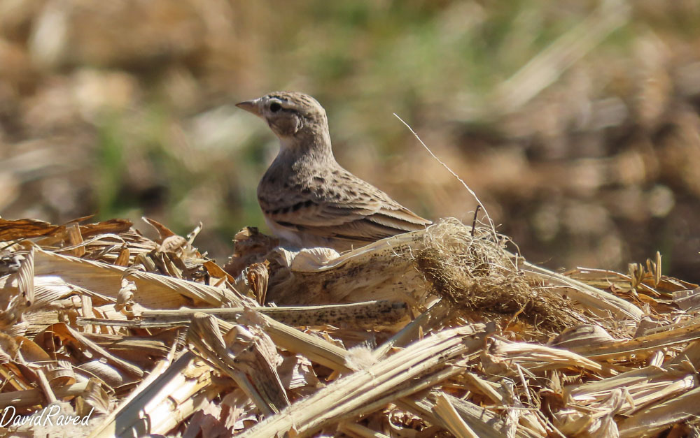 עפרונן קצר-אצבעות--13/09/2025-ראש העין-דודו ראב"ד