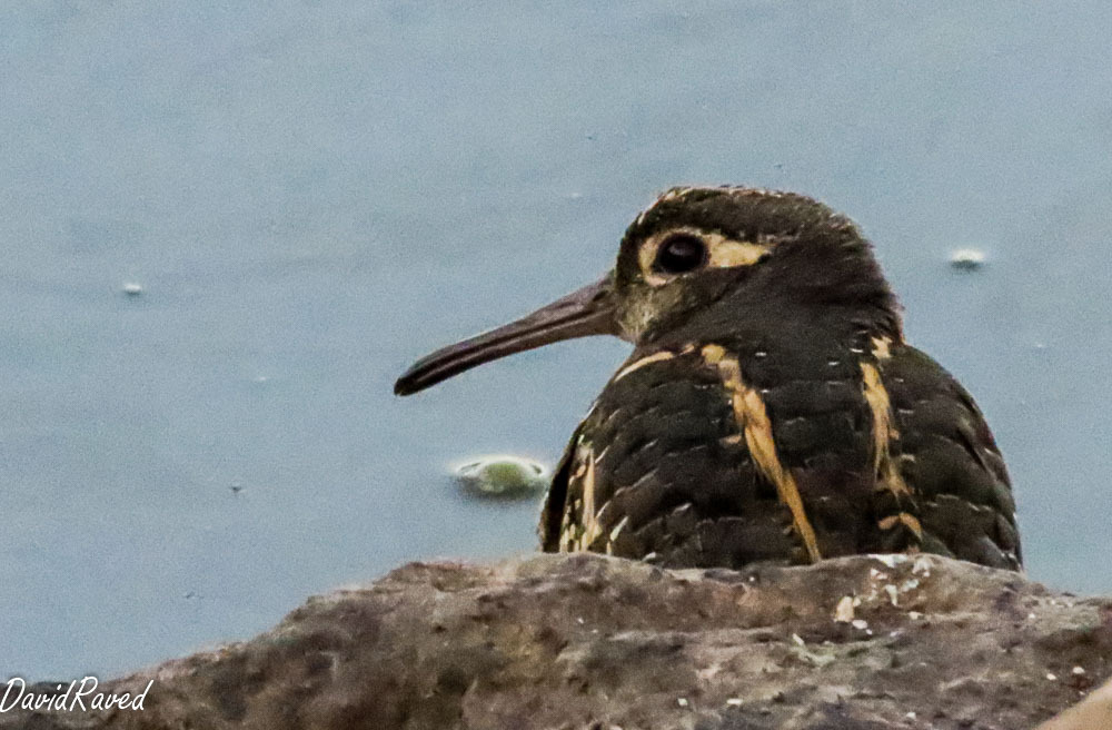 חרטומית בנגלית--20/09/2025-עמק חפר-דודו ראב"ד