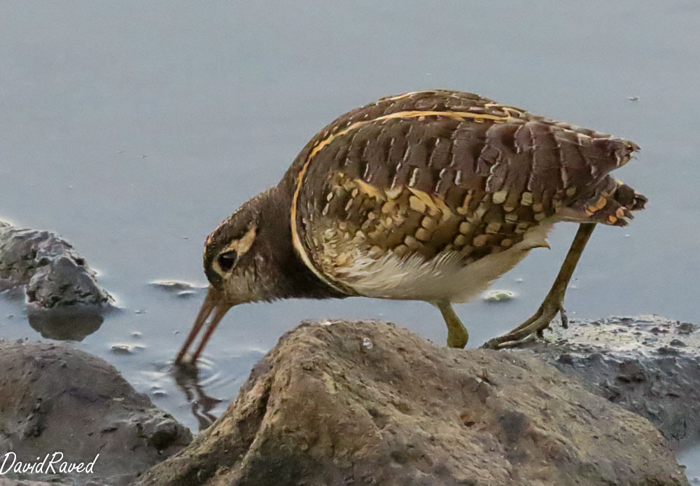 חרטומית בנגלית--20/09/2025-עמק חפר-דודו ראב"ד