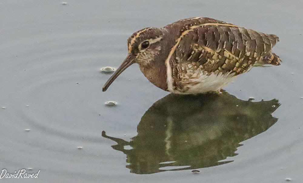 חרטומית בנגלית--20/09/2025-עמק חפר-דודו ראב"ד