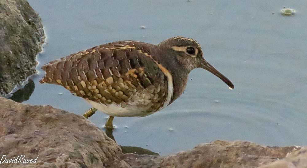 חרטומית בנגלית--20/09/2025-עמק חפר-דודו ראב"ד