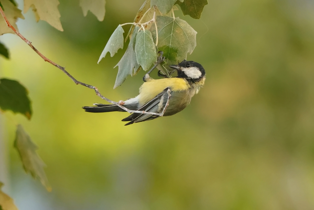 ירגזי מצוי--24/09/2025-פתח תקוה-עופר גבזו