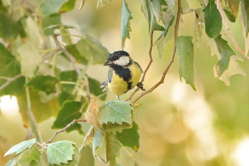 ירגזי מצוי--24/09/2025-פתח תקוה-עופר גבזו