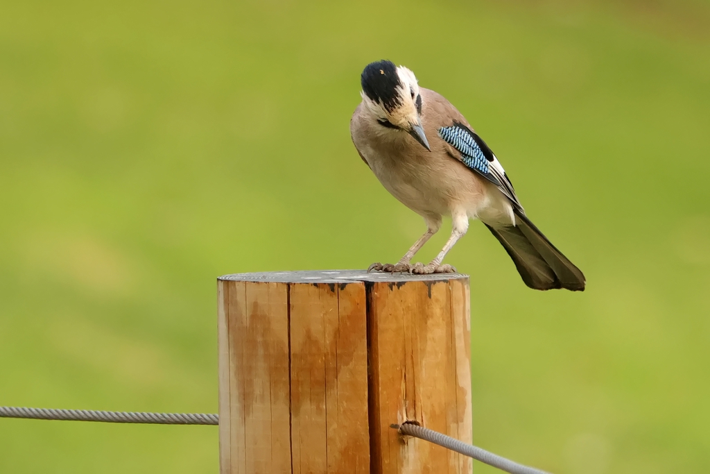 עורבני שחור-כיפה--24/09/2025-פתח תקוה-עופר גבזו