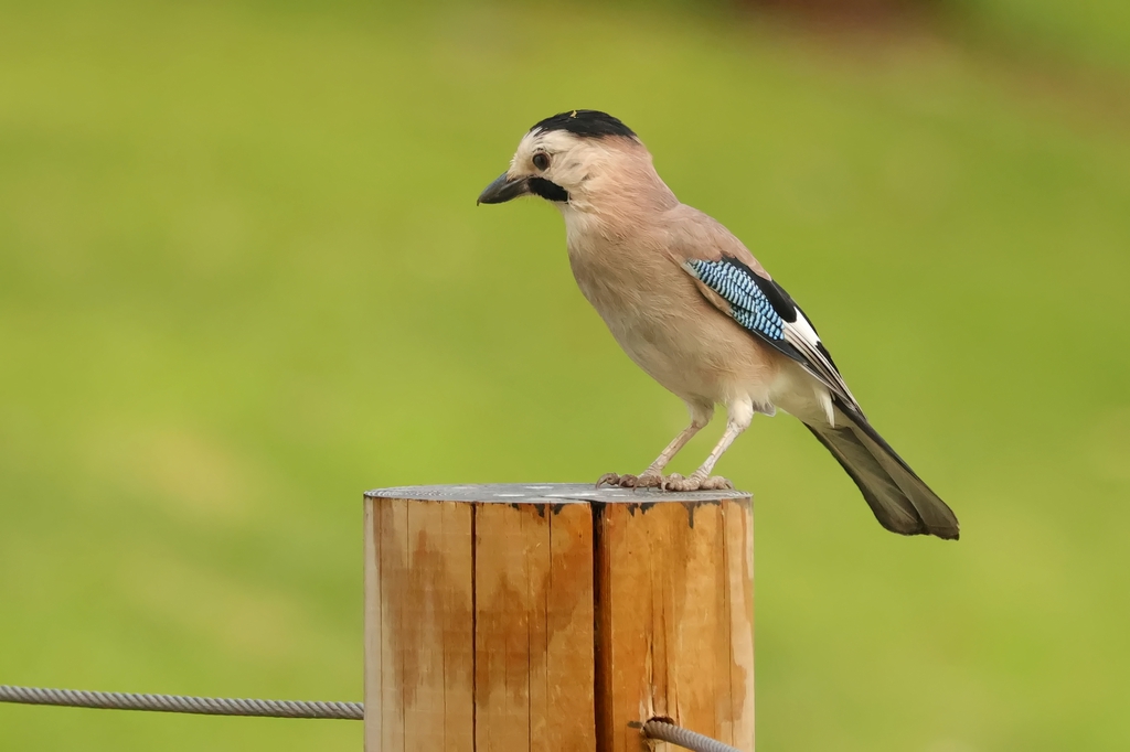 עורבני שחור-כיפה--24/09/2025-פתח תקוה-עופר גבזו