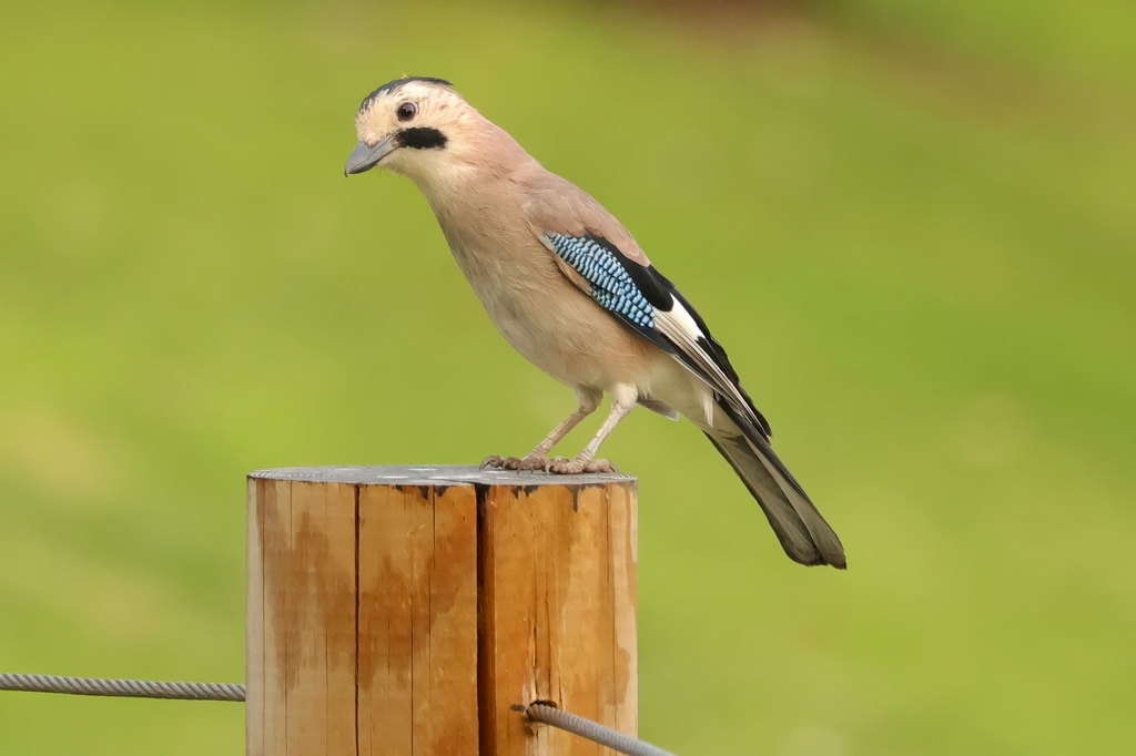 עורבני שחור-כיפה--24/09/2025-פתח תקוה-עופר גבזו