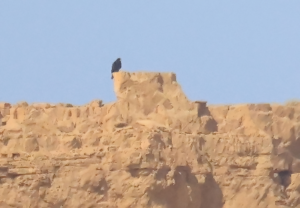 עיט שחור--19/10/2025-הרי אילת-אילן נסים מוריה