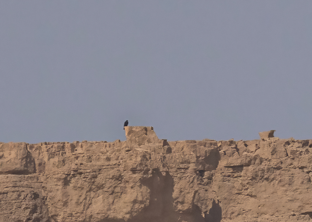 עיט שחור--19/10/2025-הרי אילת-אילן נסים מוריה