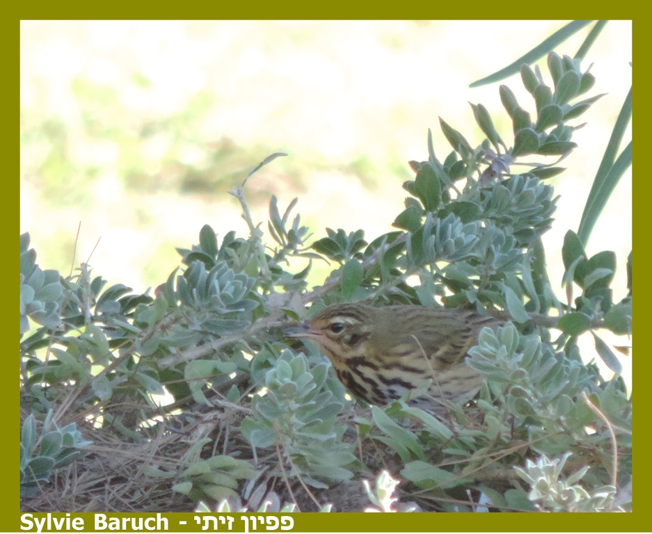 פפיון זיתי--25/10/2025-מצפה רמון-סילבי ברוך