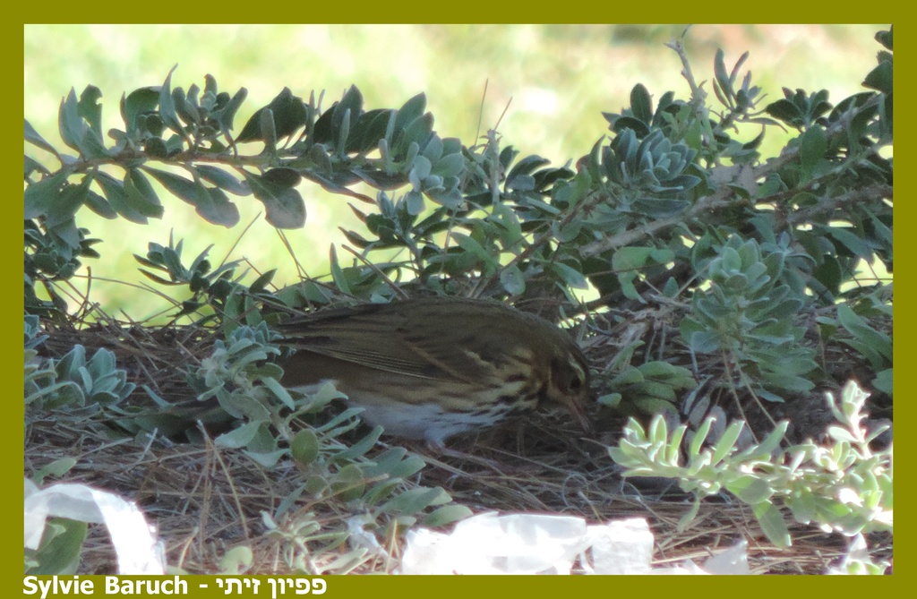 פפיון זיתי--25/10/2025-מצפה רמון-סילבי ברוך