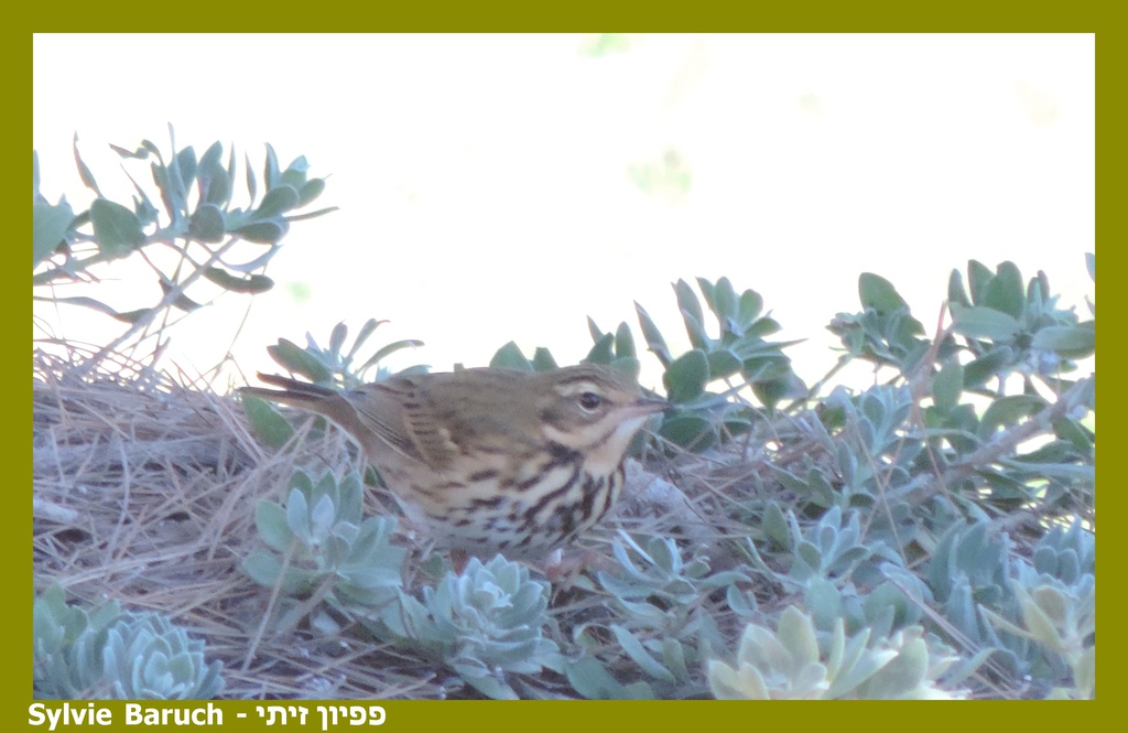 פפיון זיתי--25/10/2025-מצפה רמון-סילבי ברוך