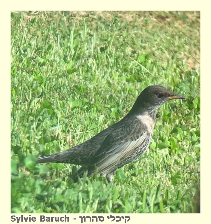 קיכלי סהרון--25/10/2025-מצפה רמון-סילבי ברוך