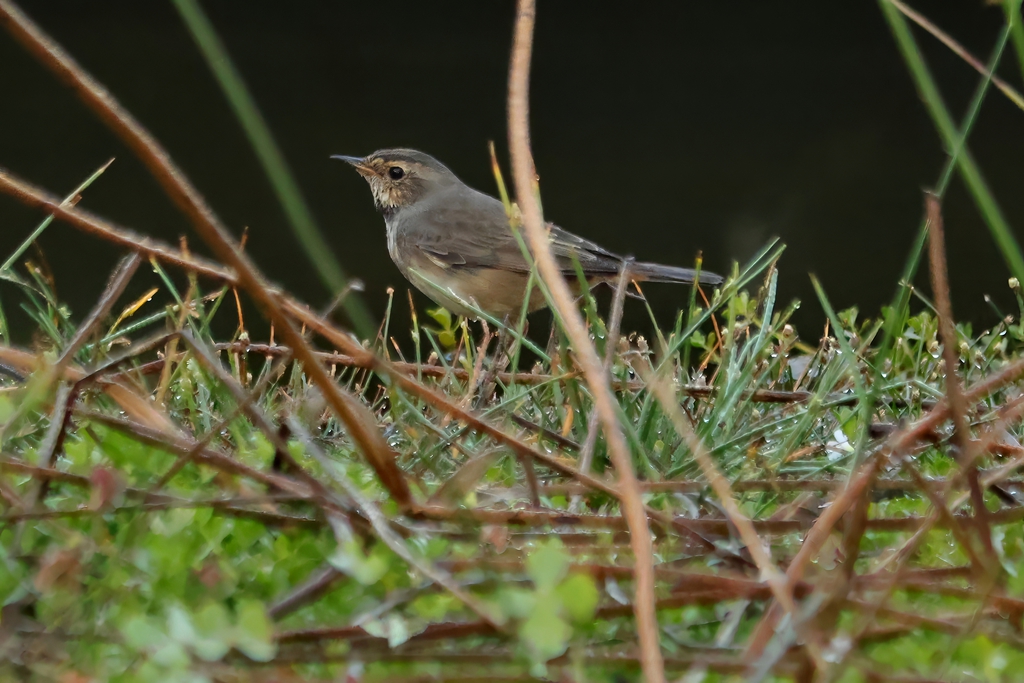 כחול חזה--25/10/2025-פתח תקוה-עופר גבזו