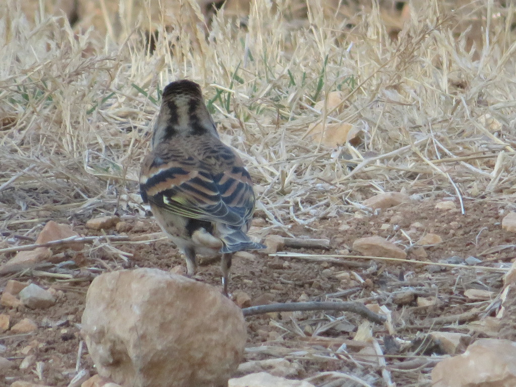 פרוש הרים--03/11/2025-מערב ירושלים-ויקה לדיז'ינסקיה