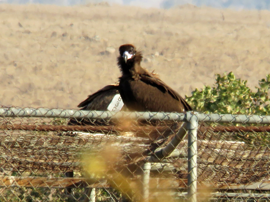 עזנייה שחורה--07/11/2025-גמלא-שוקי זכאי