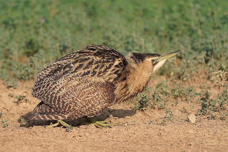 אנפה משורטטת--04/11/2025-חוות שפכי באר שבע-רם-אייל שוחט
