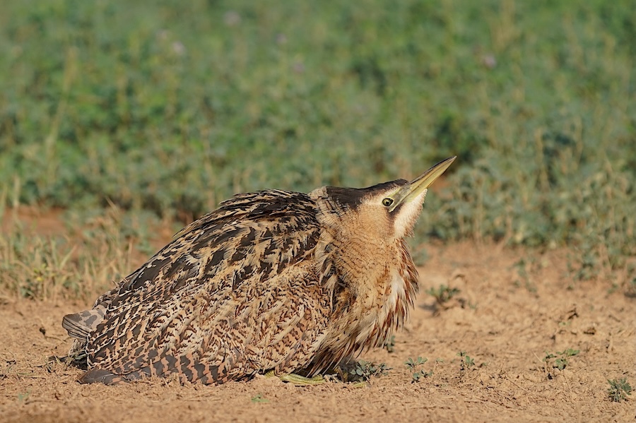 אנפה משורטטת--04/11/2025-חוות שפכי באר שבע-רם-אייל שוחט