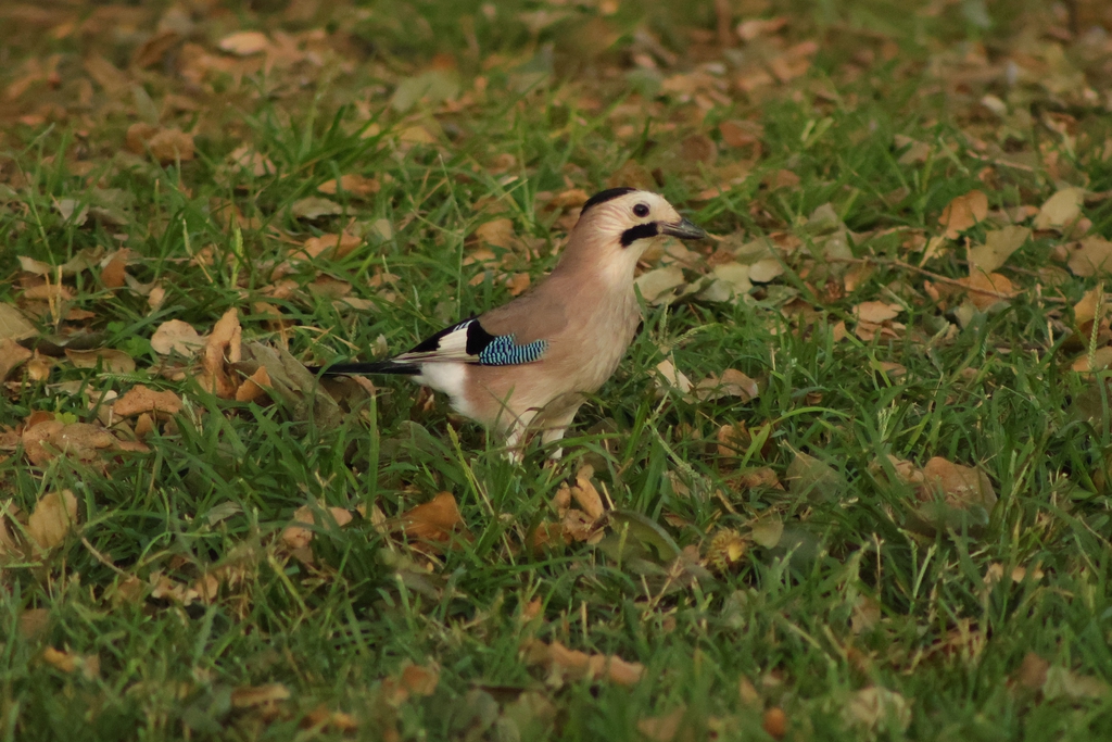 עורבני שחור-כיפה--01/11/2025-פתח תקוה-עופר גבזו