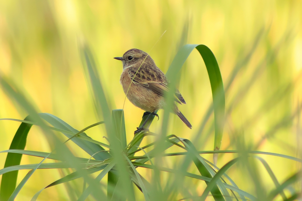 דוחל שחור-גרון--01/11/2025-פתח תקוה-עופר גבזו