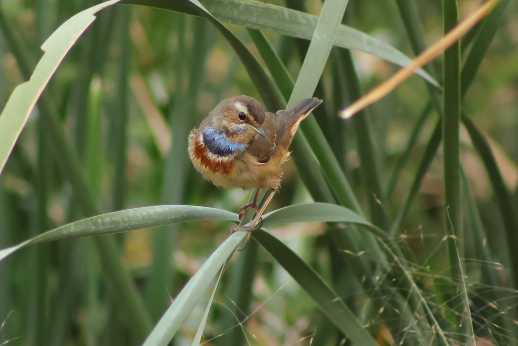כחול חזה--05/11/2025-פתח תקוה-עופר גבזו